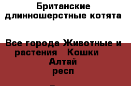 Британские длинношерстные котята - Все города Животные и растения » Кошки   . Алтай респ.,Горно-Алтайск г.